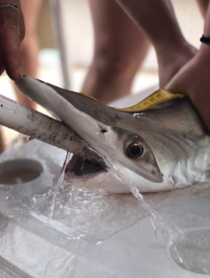 A small hammerhead shark being tagged.